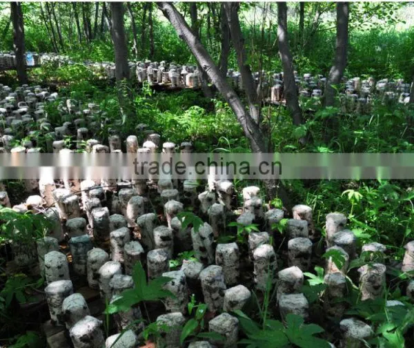 Chinese Northeast Black Fungus Mushrooms photo-3