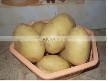 Fresh Hot Sell Huge Potato