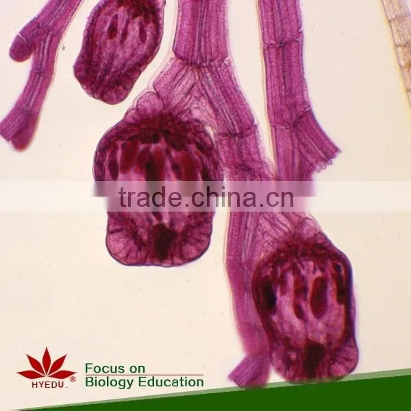 School Student Study Laboratory Botany Prepared Microslides Algae Individual Microscope Prepared Slide photo-2