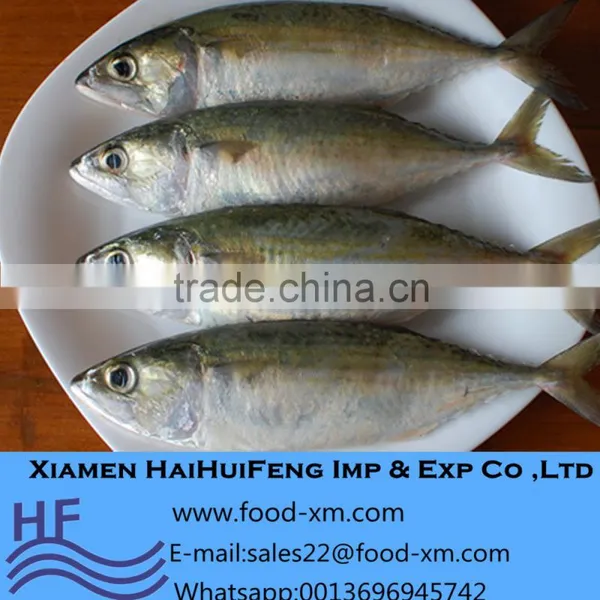 Indian Mackerel Impoters Good Quality Indian Mackerel