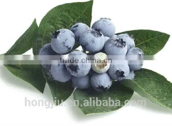 Bilberry Extract