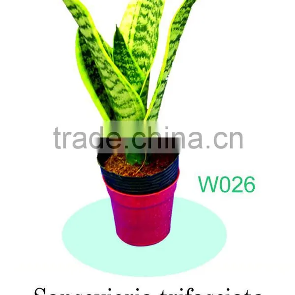 Sansevieria Trifasciata 'Laurentii Compacta'