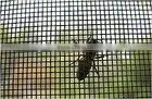 mosquito netting/fly screen