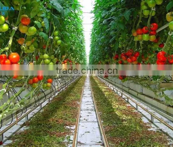 Hot Sale Poly Carbonate Greenhouse For Tomato /Cucumber photo-2