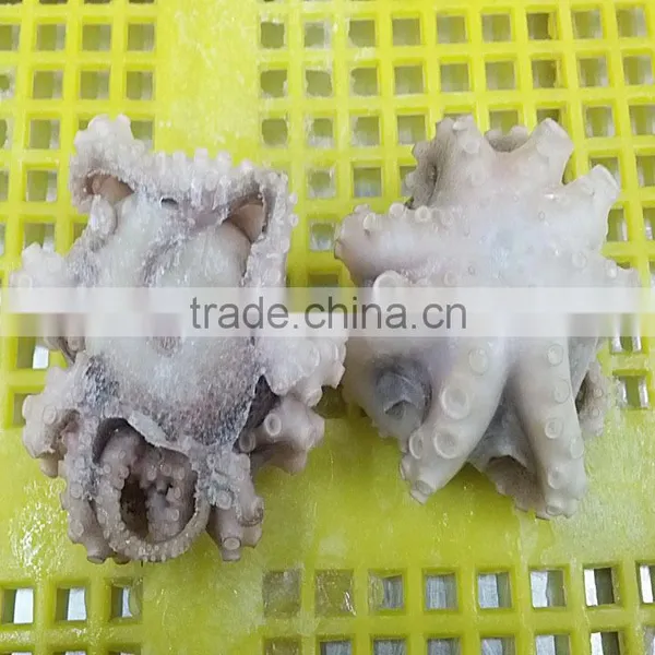 IQF Best Price Baby Octopus For Sale photo-2