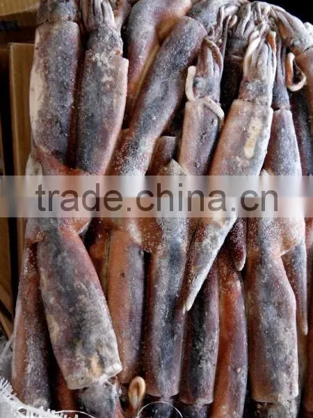 Frozen Illex Squid For Bait photo-2