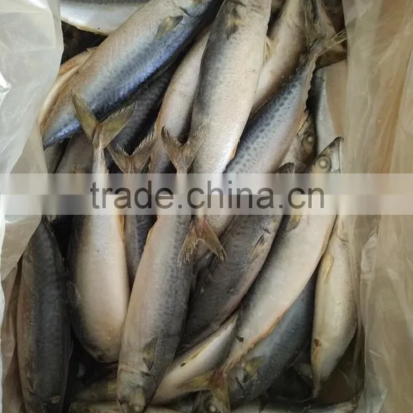 Seafood Sea Frozen Mackerel W/R photo-2