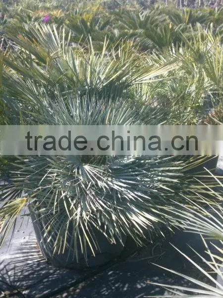 Chamaerops Humilis Cerifera photo-3