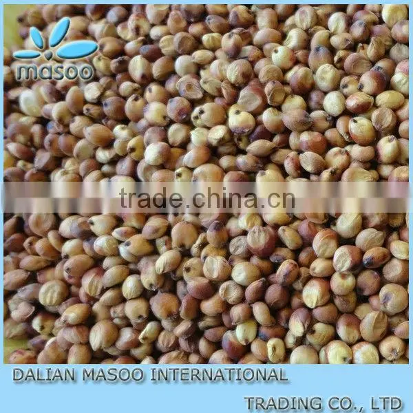 White Sorghum Seeds