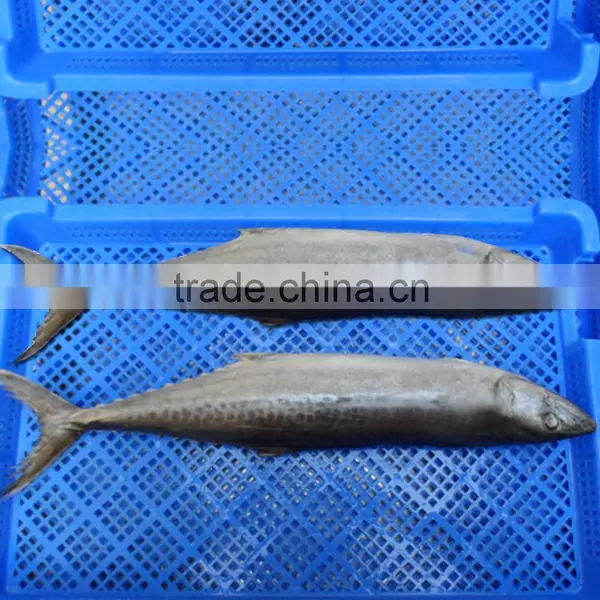 Seafood Spanish Mackerel photo-5