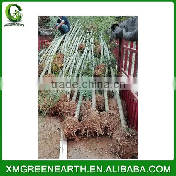 PHYLLOSTACHYS PUBESCENS Diameter 4-5cm