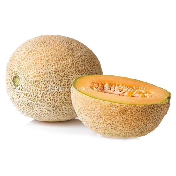 Extremely Early Mature High Setting Fruits Hybrid Round Melon Seeds for Growing photo-2