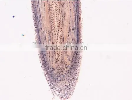 Plant Root Slides , Plant Root Tip Slides , Root Slides of Botany, Root Slides of Root photo-5