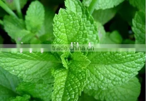 OEM/ODM Pure Natural and Organic Peppermint Essential Oil in Bulk With Fast Delivery photo-3