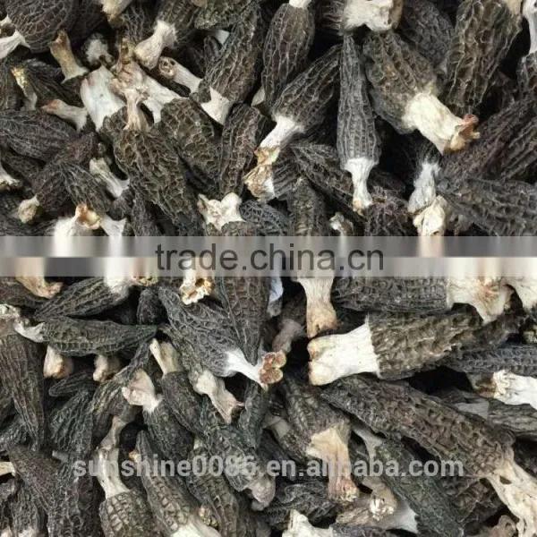 New Crop High Quality in Season Cultivating Morel Mushrooms Morchella photo-2
