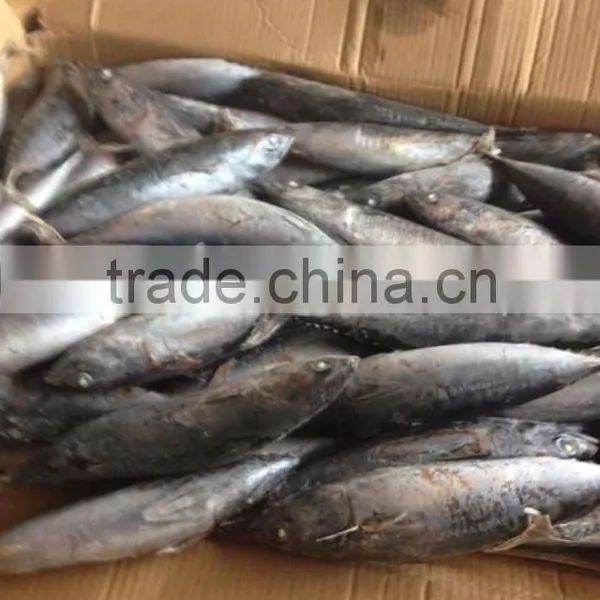 Bonito Frozen Bullet Tuna Whole Round photo-3