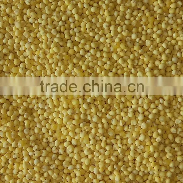 Yellow Millet for Sale photo-2