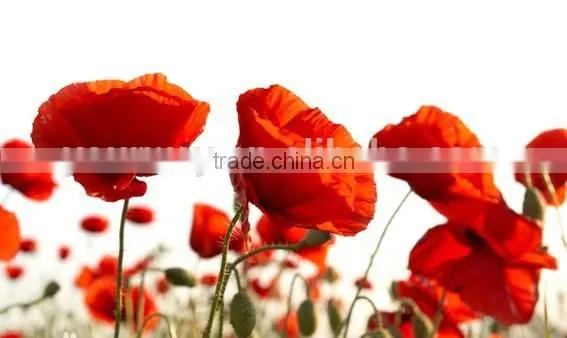 Corn Poppy,Papaver, Flower Seeds , Herb Seed,vegetalbe Seed,fruit Seed,grass Seed