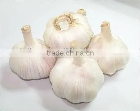 Chinese Garlic