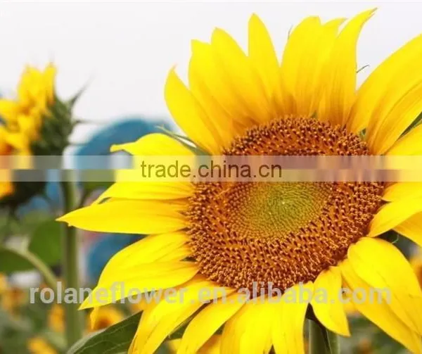 2016 Selling Big Buds Fresh Cut Sunflower Flowers For Weddings photo-3