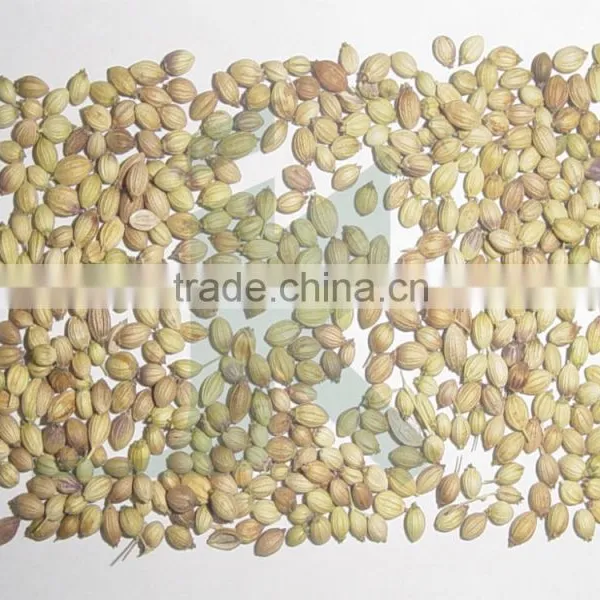 CORIANDRUM SATIVUM - Dhaniya