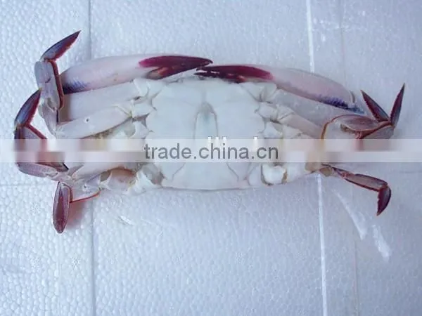 Wholesale High Quality Frozen Three Spotted Crab photo-2
