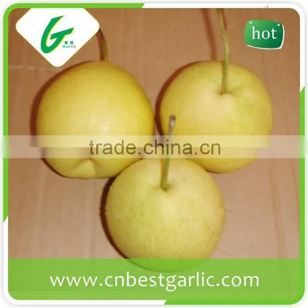 Shandong Pear Cheap Price From Pear Factory photo-3