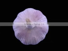 Chinese Garlic