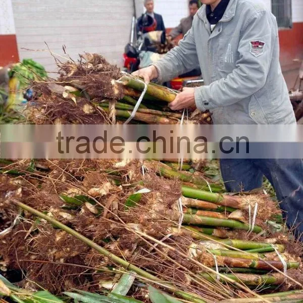Perennial Plants Bamboo Seedling photo-4