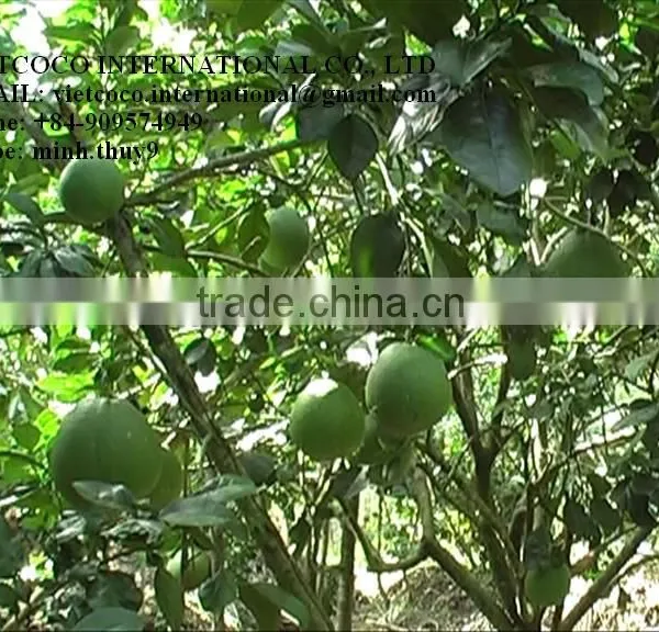 Grapefruit photo-3