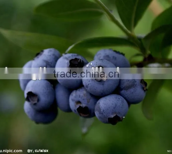 Acai Berry Extract Powder