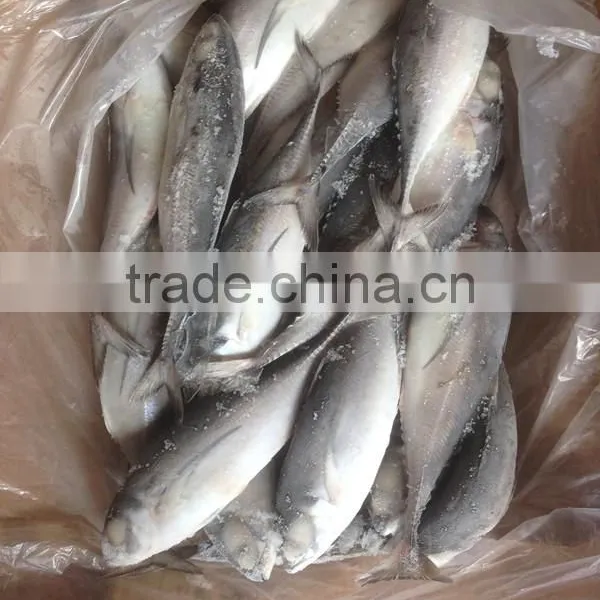 2016 High Quality Seafood Frozen Round Scad photo-3