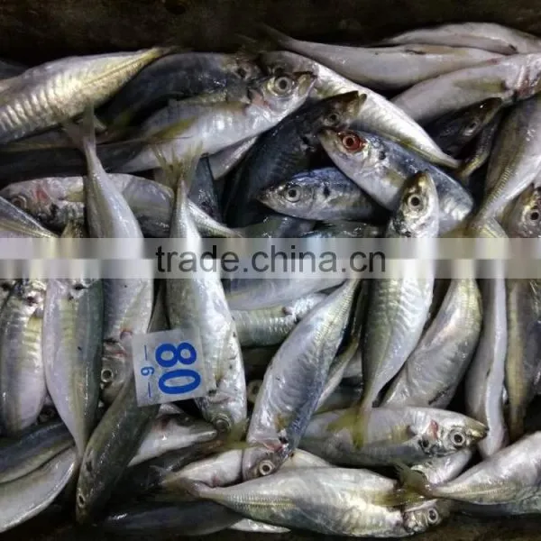 New Season Horse Mackerel Trachurus Japnonicus for Sale photo-2