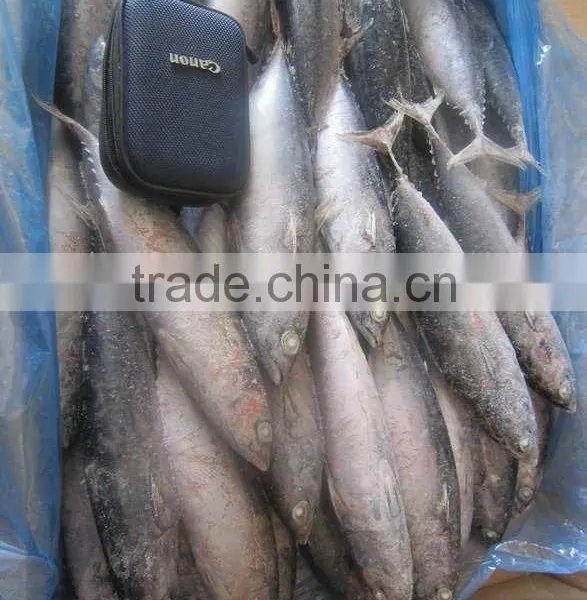 bonito fish