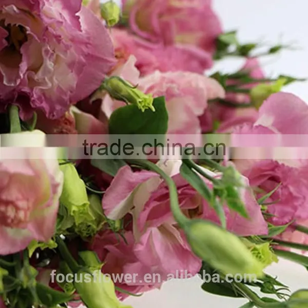 Good Quality Pink Eustoma Cut Fresh Flowers For Mother's Day photo-5