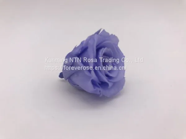 Top Festival Party Decoration Preserved Flower Supplier photo-5