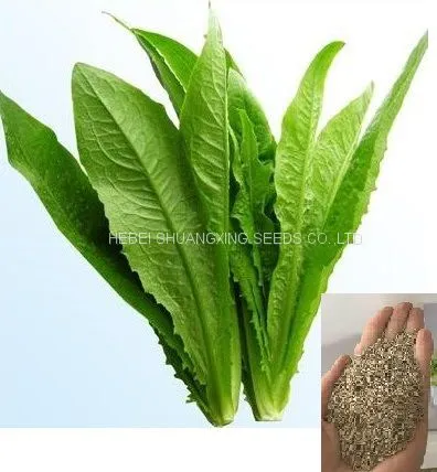 Chinese Leaf Lettuce (Sword Lettuce/Yu Mai Tsai) Seed