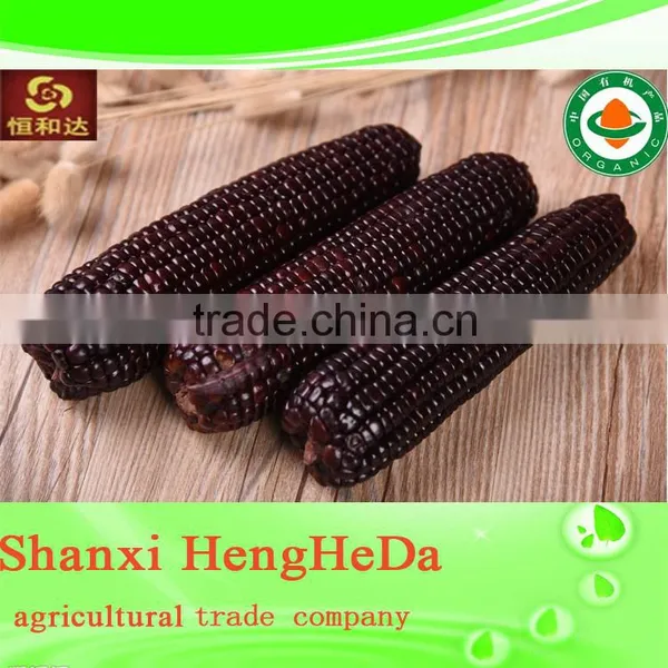 Com for Sale Indian Yellow Maize Corn photo-5