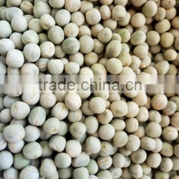 2016 Green Pea photo-2