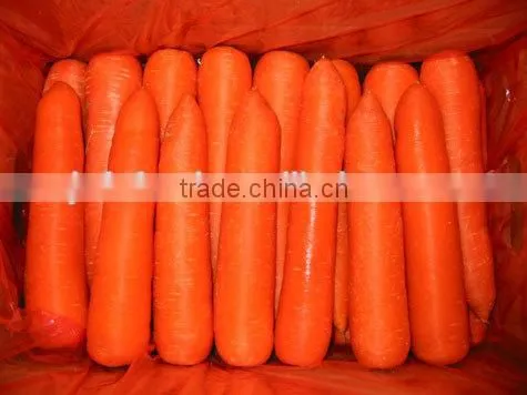 Fresh Carrot