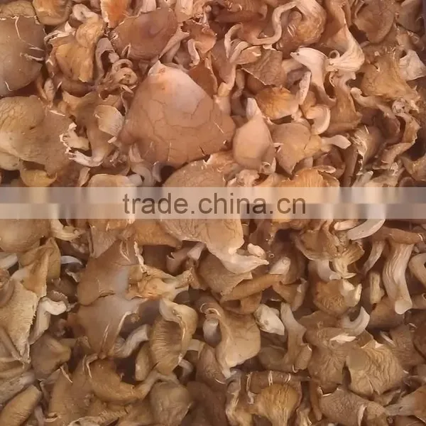 High Quality Fungusabalone Mushroom China photo-2