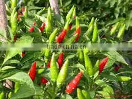 FRESH RED CHILLI WITH BEST PRICE ASND GOOD QUALITY