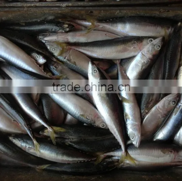 Frozen Pacific Mackerel Fish