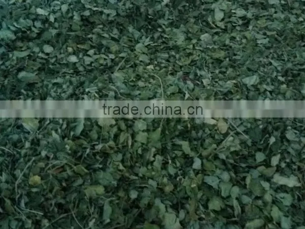 MORINGA DRIED LEAF/ MORINGA OLEIFERA photo-5