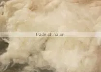 Kapok Fiber