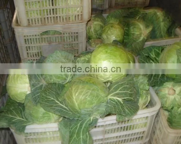 Round Cabbage/Flat Cabbage photo-6