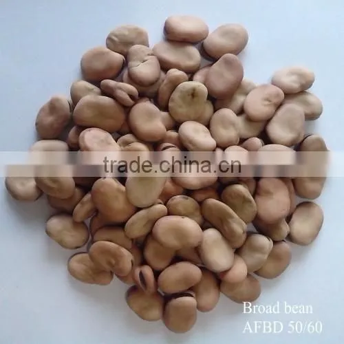 Popular Products Dry Broad Beans photo-5
