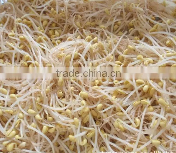 Good Quality Canned Soy Bean Sprouts photo-4