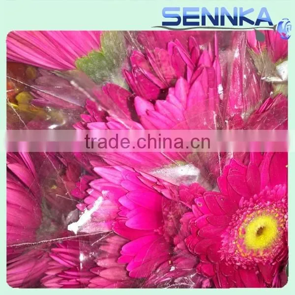 Dolly Fresh Cut Gerbera Flower Natural Gerbera Flower Wholesale Price photo-5