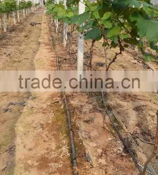 Grape Drip Irrigation for Orchard photo-3